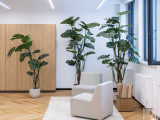 ČREPNÍKOVÁ MONSTERA MALÁ - 1