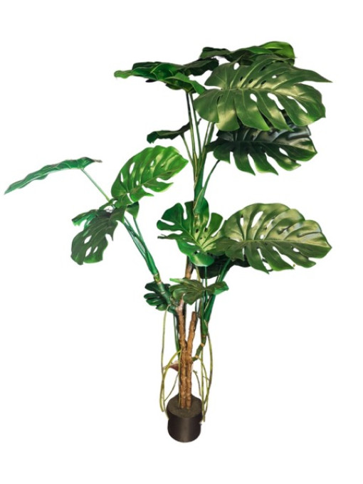 ČREPNÍKOVÁ MONSTERA VEĽKÁ